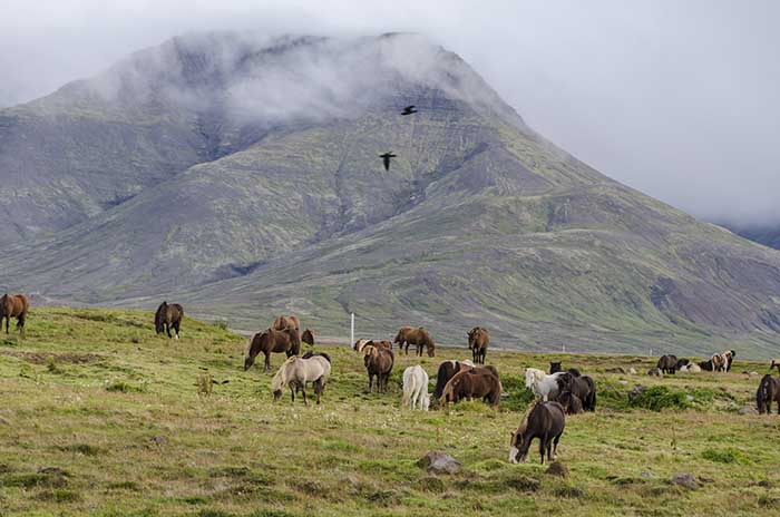 Caballo - Islandia 1.jpg